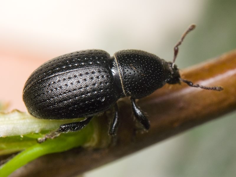 Psallidium maxillosum (Fabricius, 1792)